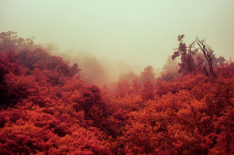  Yellow fog and red jungle.