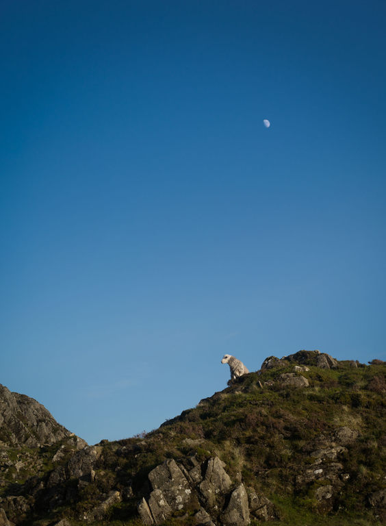 sheep howl at the moon