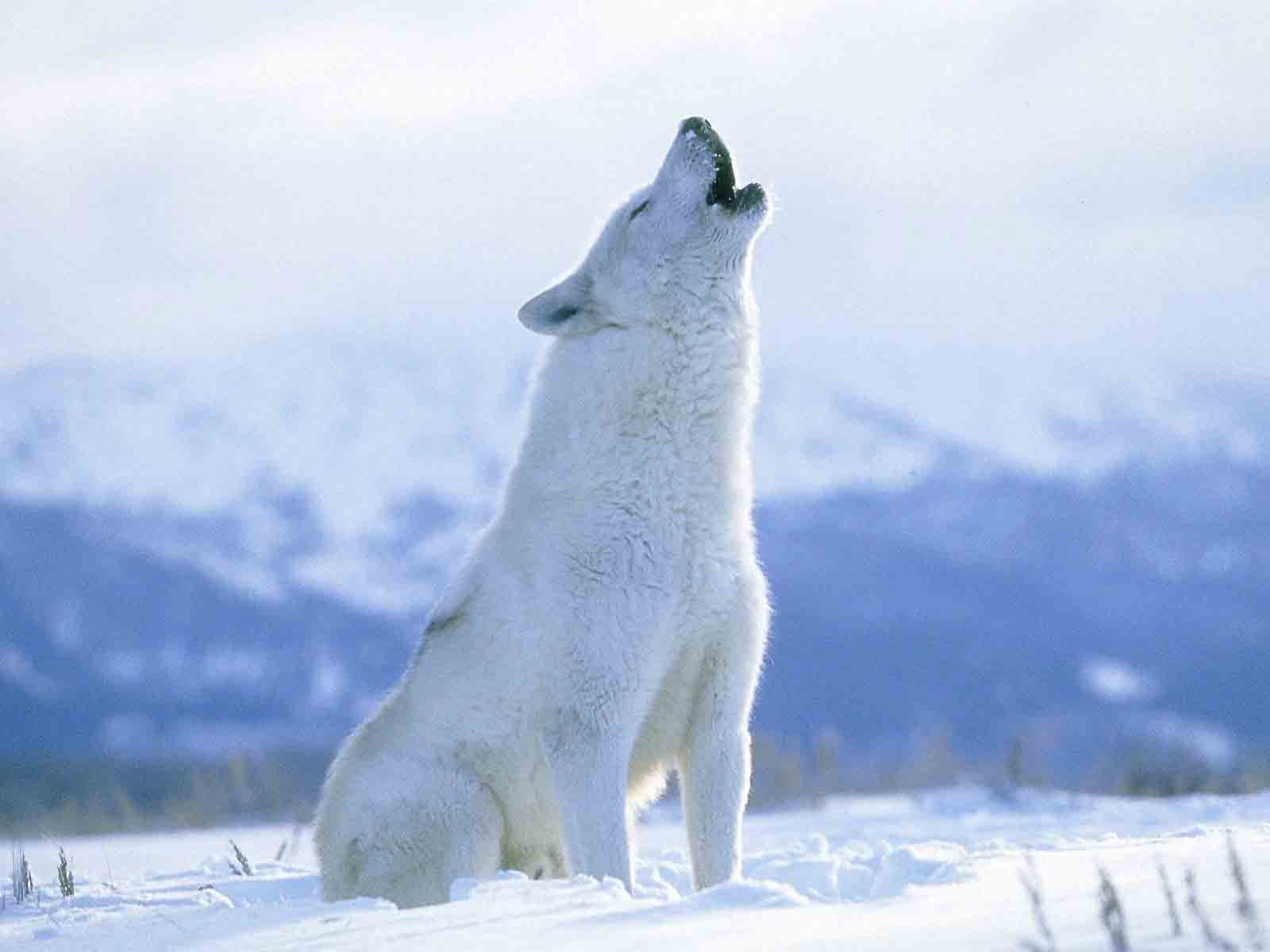 A white wolf
