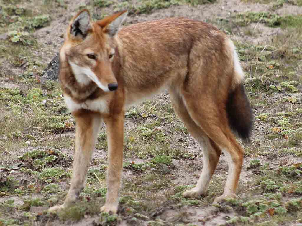 Another reddish wolf