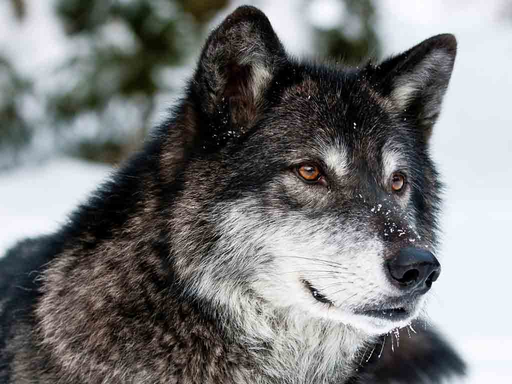 A gray wolf