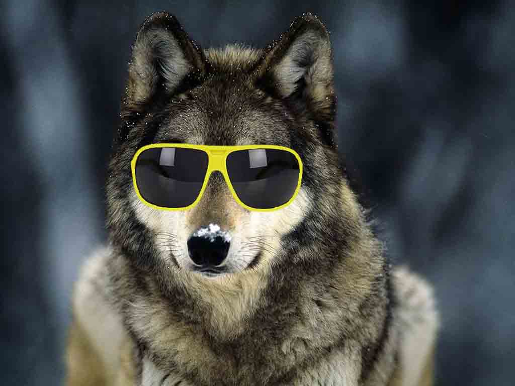 A rad wolf