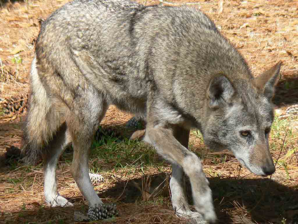 A red wolf