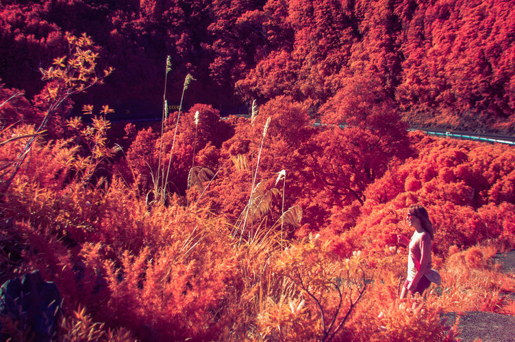 Britt looking out over a dense, red forest.