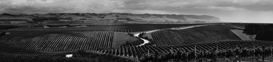 A panorama of some rows of grapes and a winding dirt road.