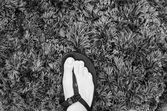The front half of a foot, in a sandal, photographed from above, standing on top of a bed of seaweed.