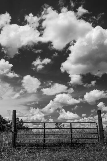 White puffy clouds floating in a big (presumably blue) sky behind a metal swinging cattle gate.