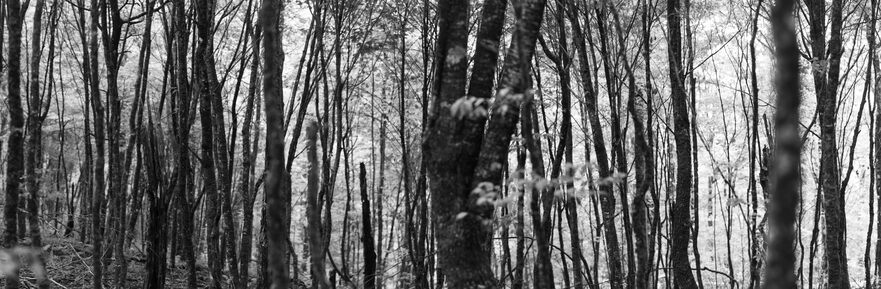 A panorama of a bunch of tightly-spaced, thin tree trunks in a forest