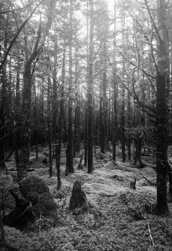A glowy forest. The ground is carpeted with moss and the tree trunks are blooming with light shining between them.