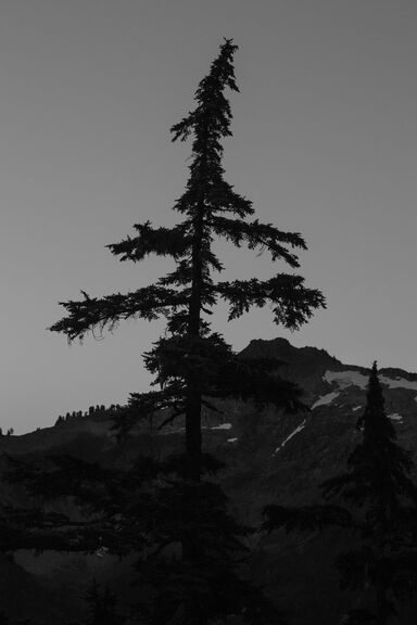 A dark silhouette of a conifer, in front of a dark late-evening sky and some mountains