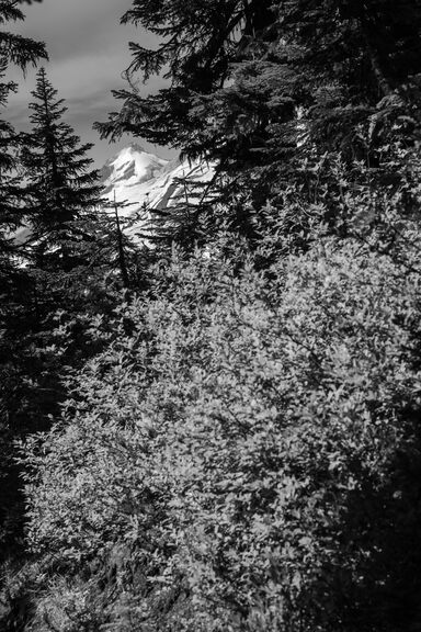 The peak of a distant mountain peeking through a gap in some foreground trees