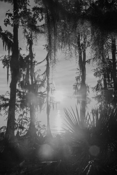 A bright low sun shining through jungly trees dripping with moss over body of water