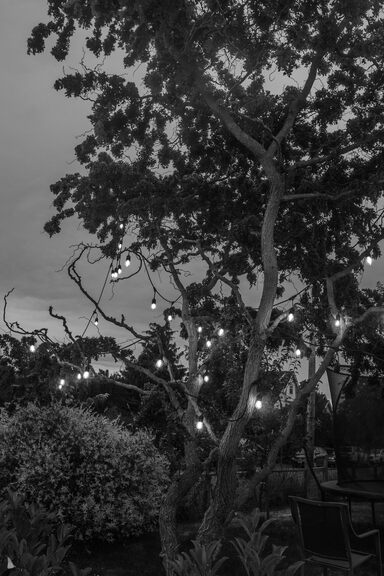 String lights hanging from a tree in a garden