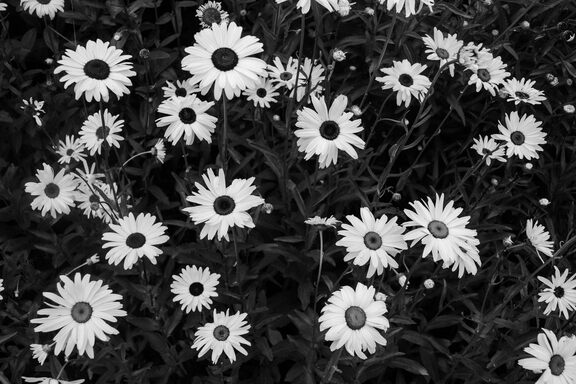 A patch of a couple dozen bright white daisies, in bloom, photographed from above