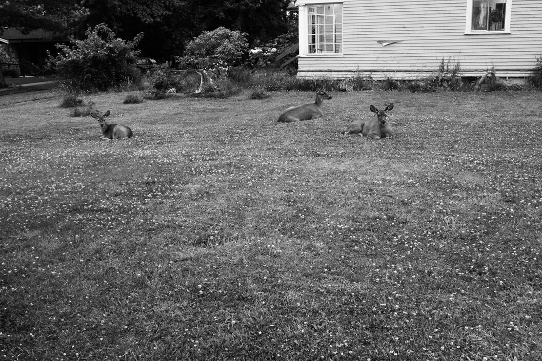 Three deer laying in a grassy lawn, dotted with clover flowers. An older-looking house sits behind them.